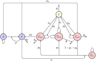 Stochastic Effects in Autoimmune Dynamics